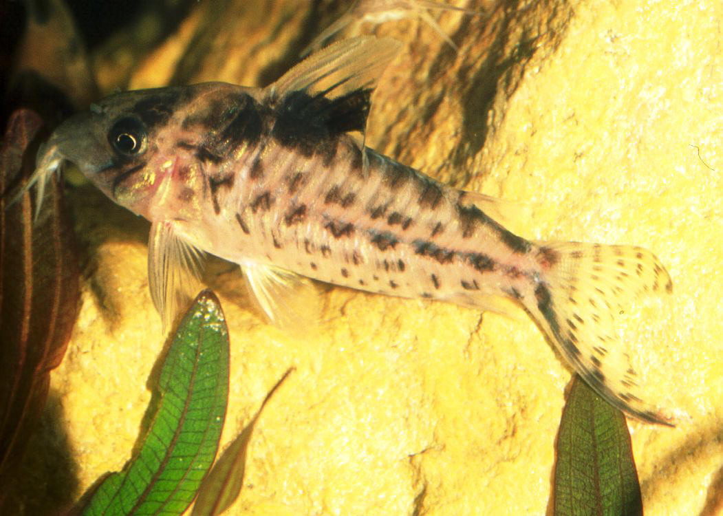 Corydoras agassizi